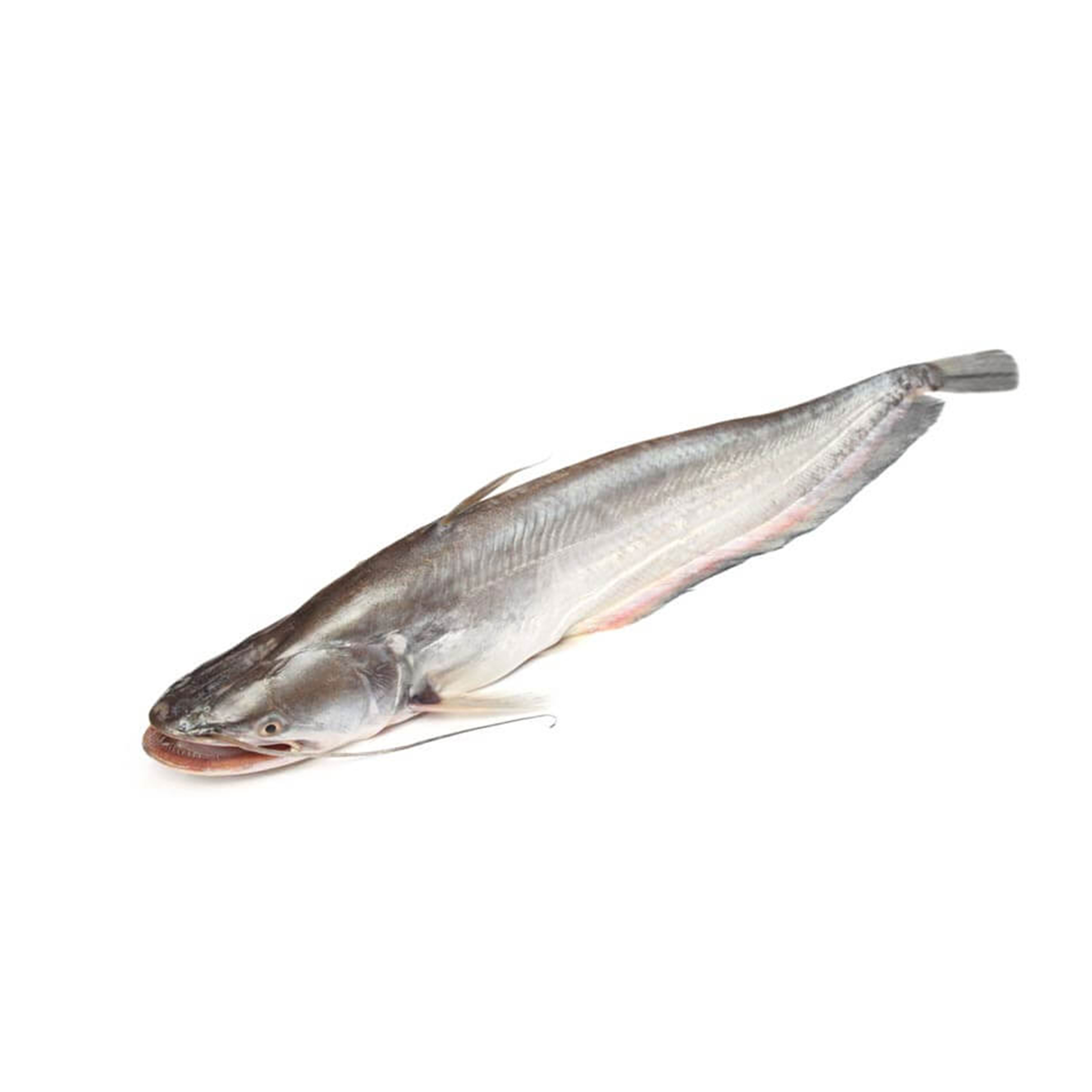 BOAL FISH 1.5KG