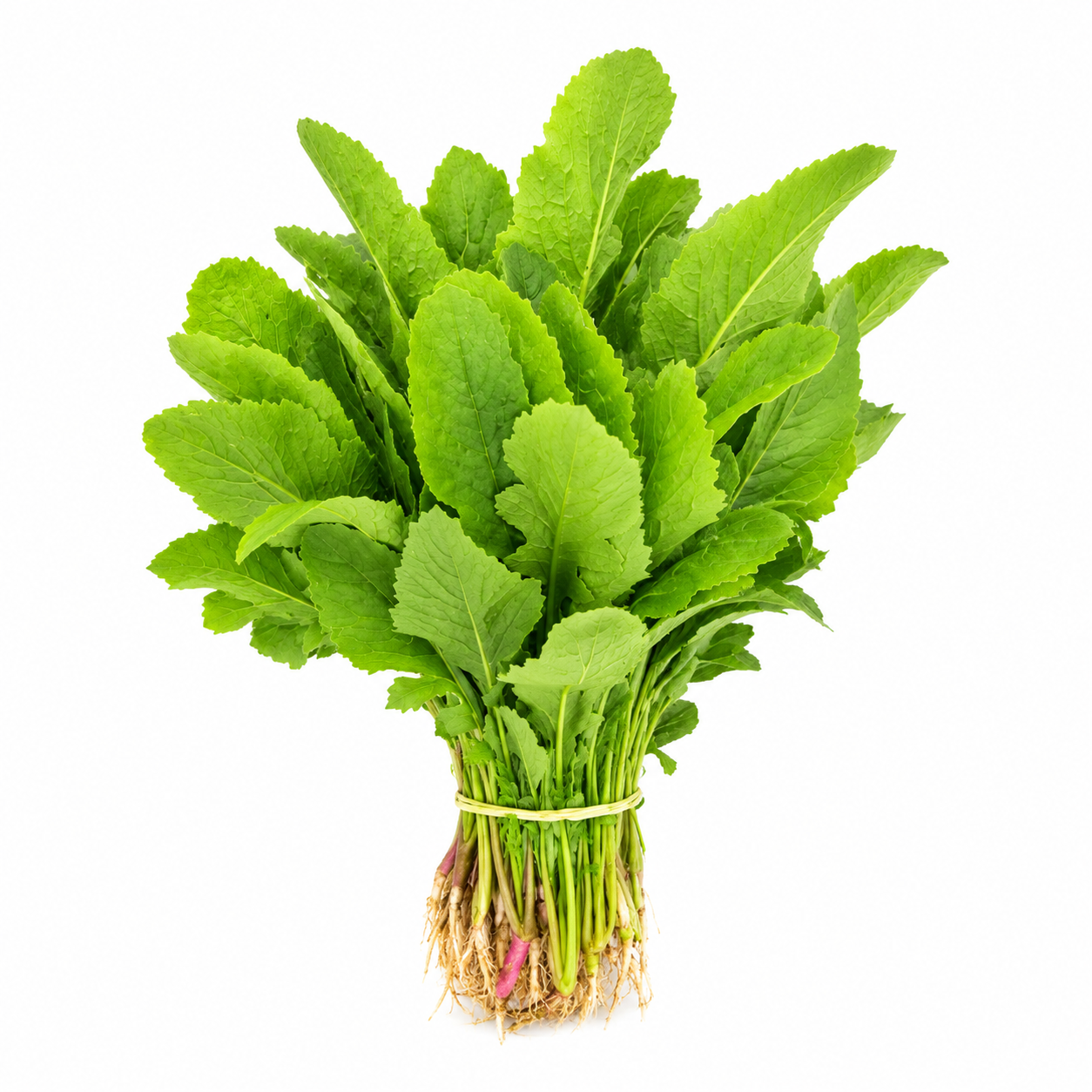 VESPINAFRE DE NABO  /  MULA SHAK